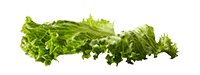 Imagen de ingrediente Batavia letxuga